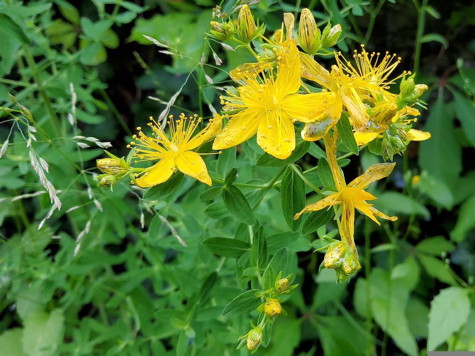 Plante médicinale et thérapeutique essentielle feuille et fleur de Millepertuis