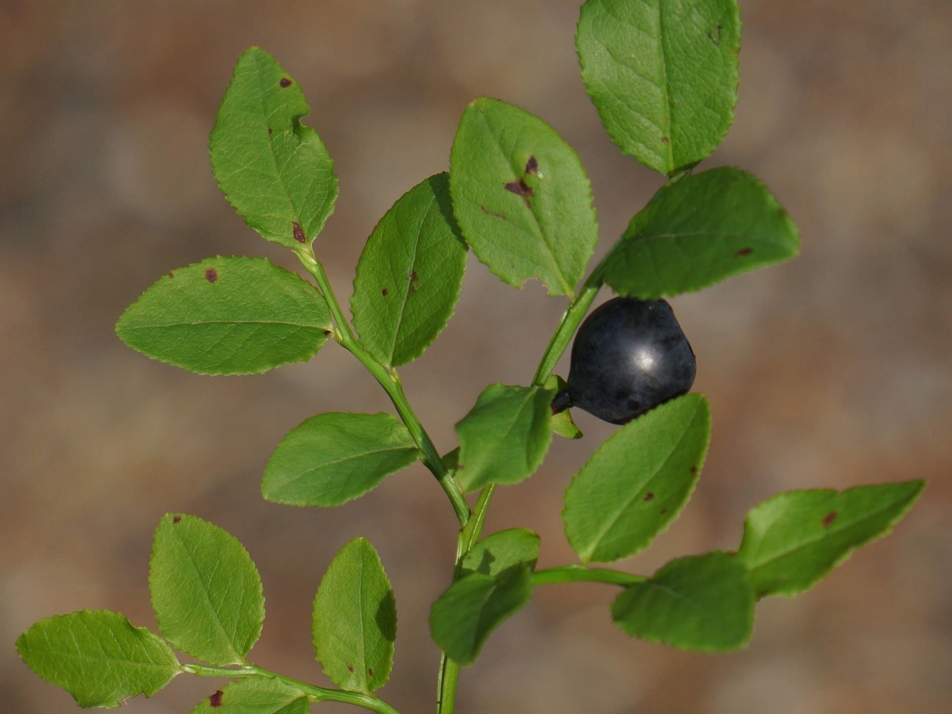 Plante médicinale et thérapeutique essentielle feuille et fruit de Myrtille