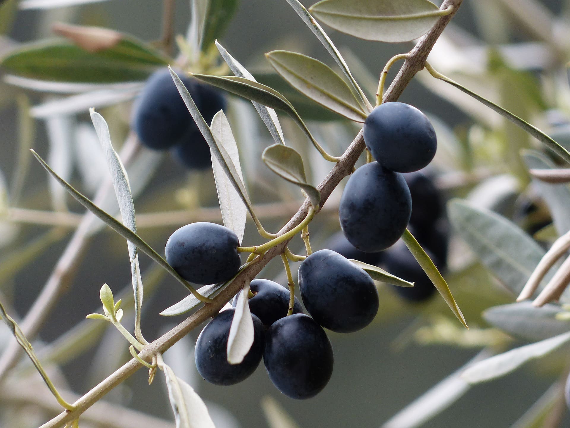 Plante médicinale et thérapeutique essentielle feuille et fruit d'Olivier