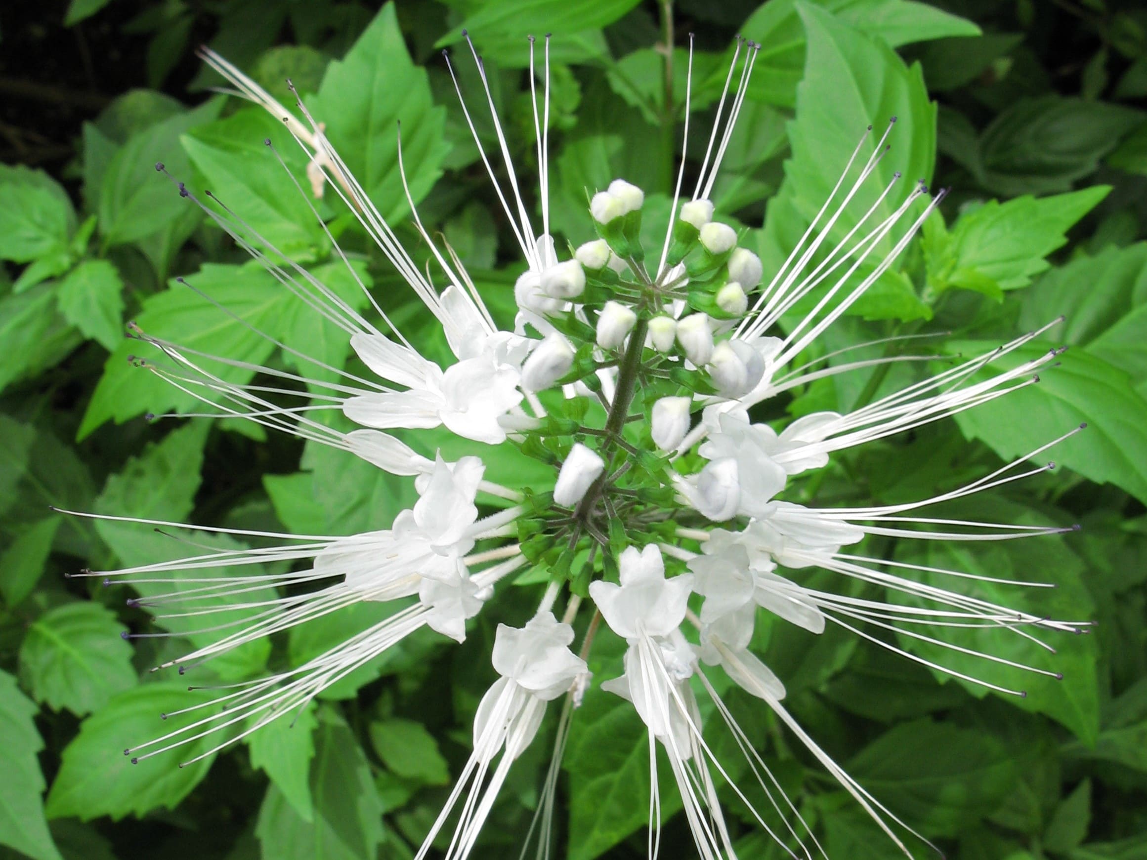 Plante médicinale et thérapeutique essentielle feuille et fleur d'Orthosiphon