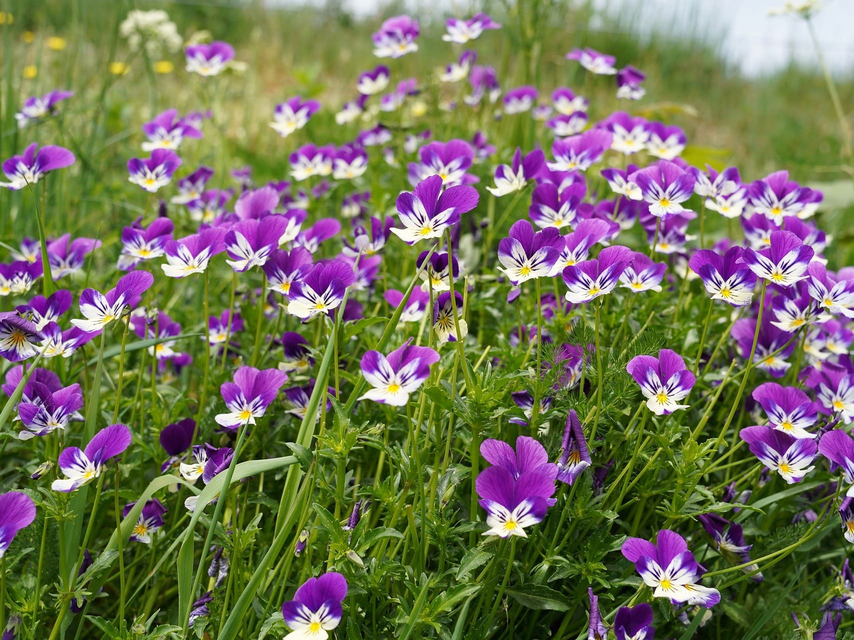 Plante médicinale et thérapeutique essentielle feuille et fleur de Pensée sauvage