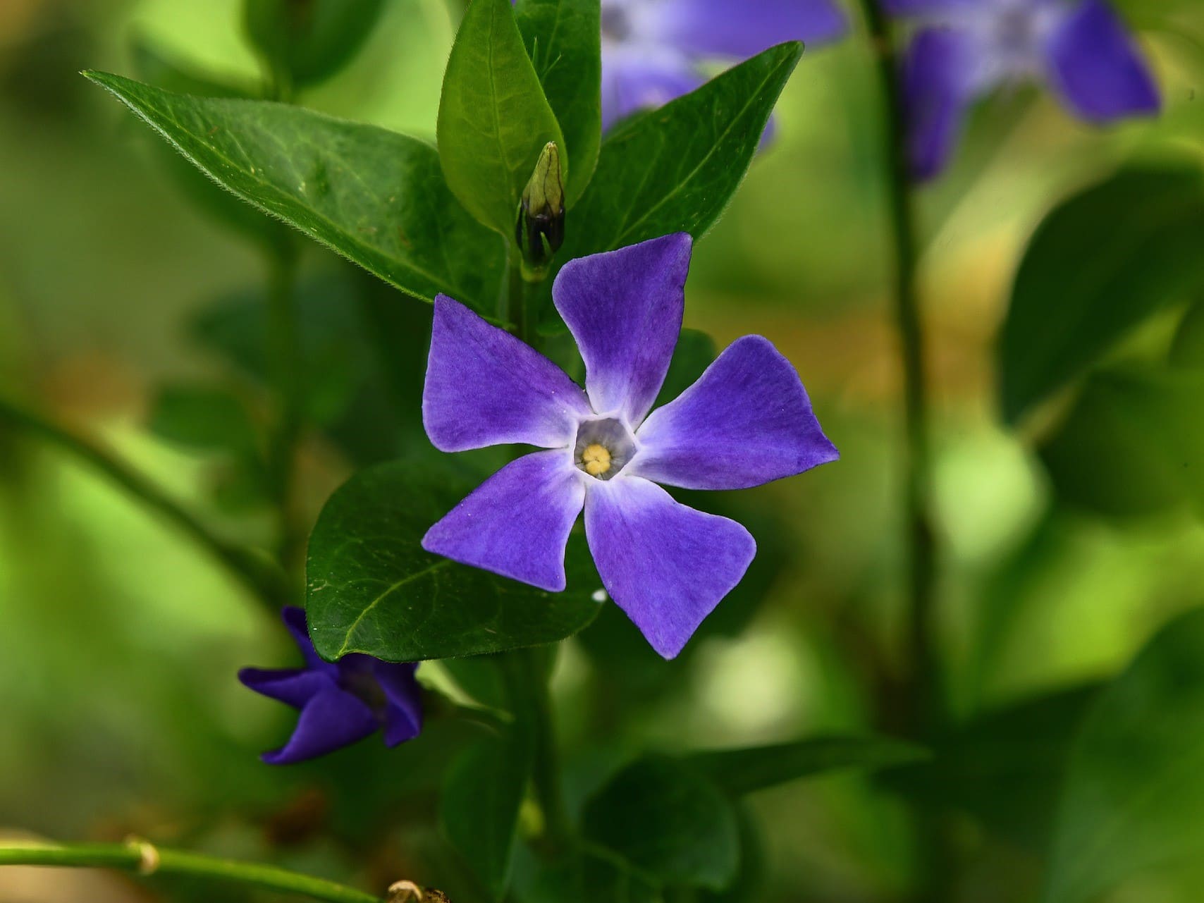 Plante médicinale et thérapeutique essentielle feuille et fleur de Petite pervenche