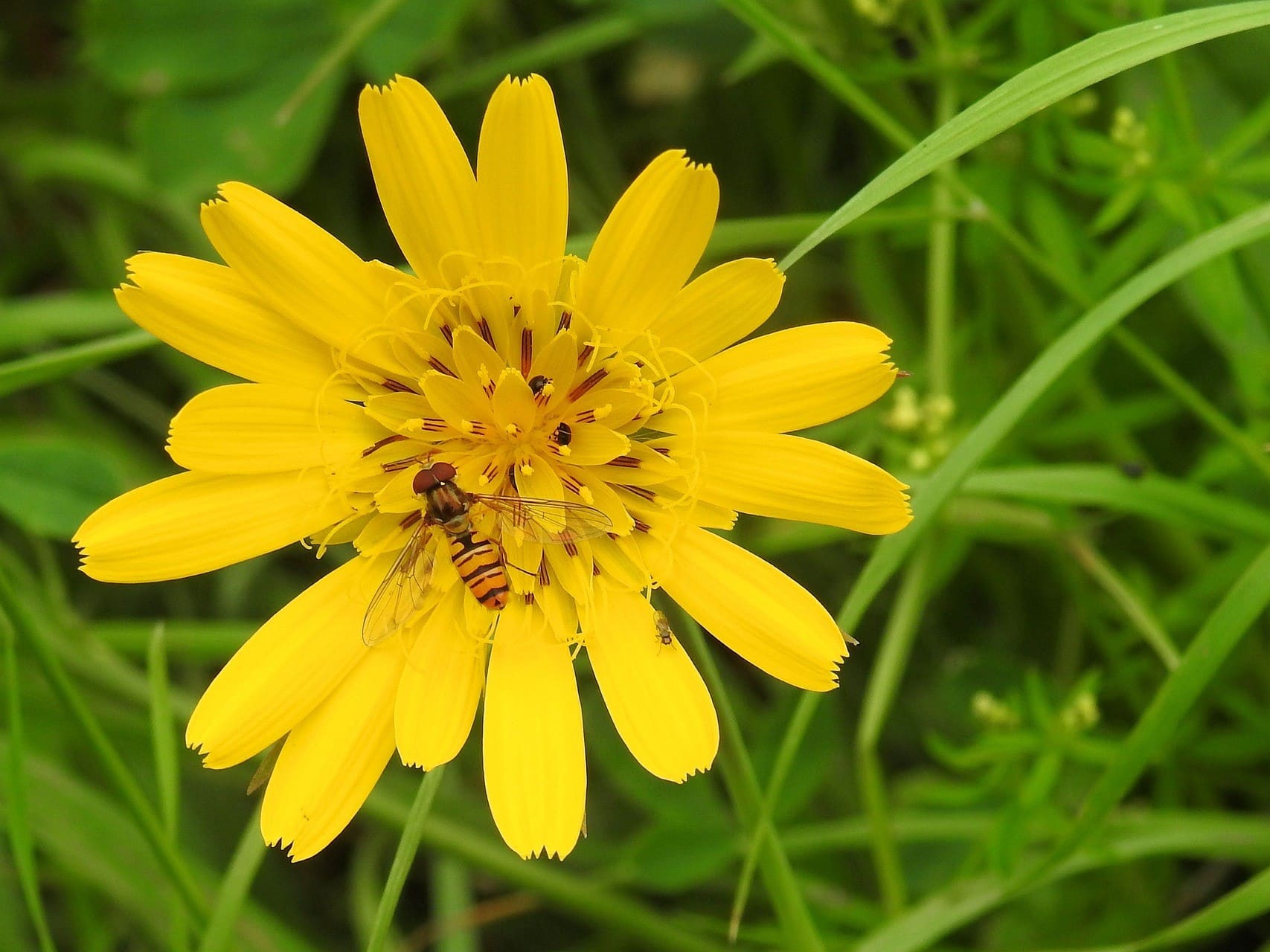 Plante médicinale et thérapeutique essentielle feuille et fleur de Piloselle avec une abeille