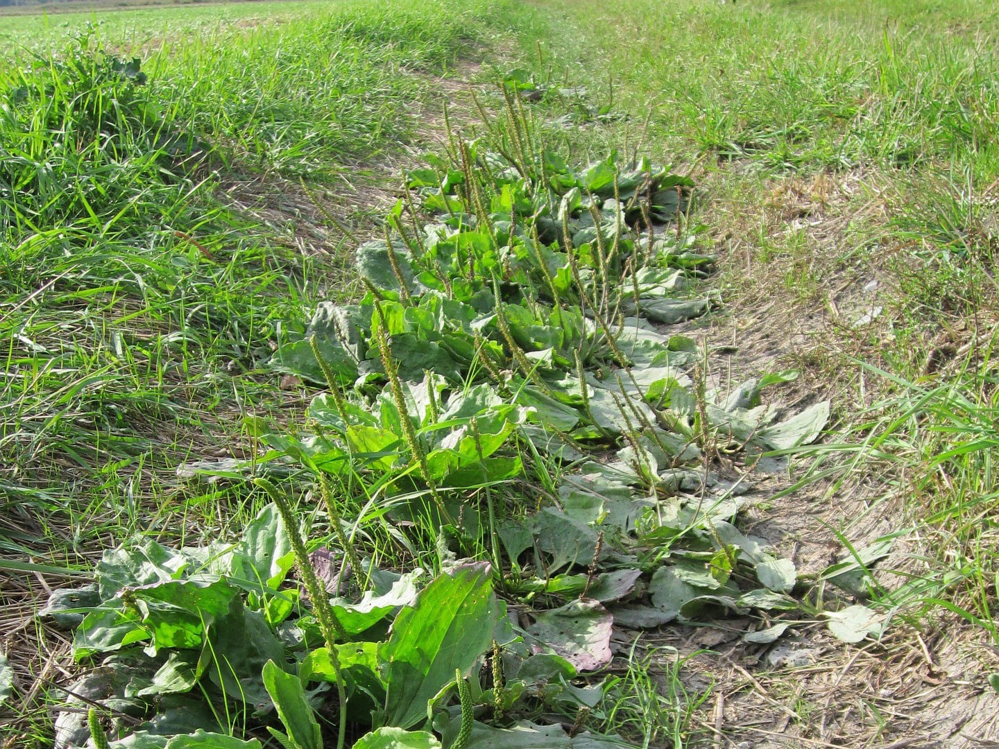 Plante médicinale et thérapeutique essentielle feuille et fleur de Plantain