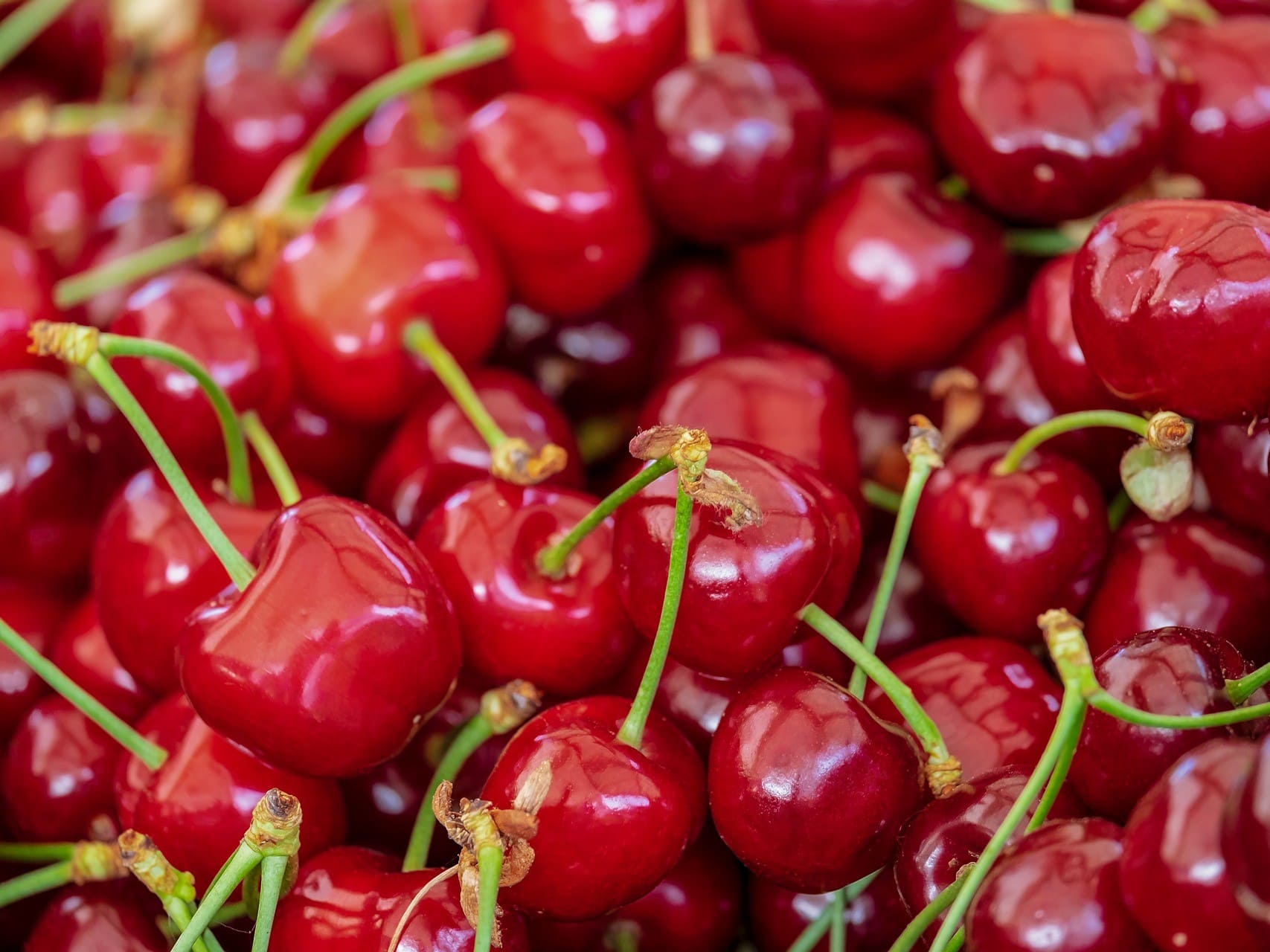 Plante médicinale et thérapeutique essentielle fruit de Cerisier