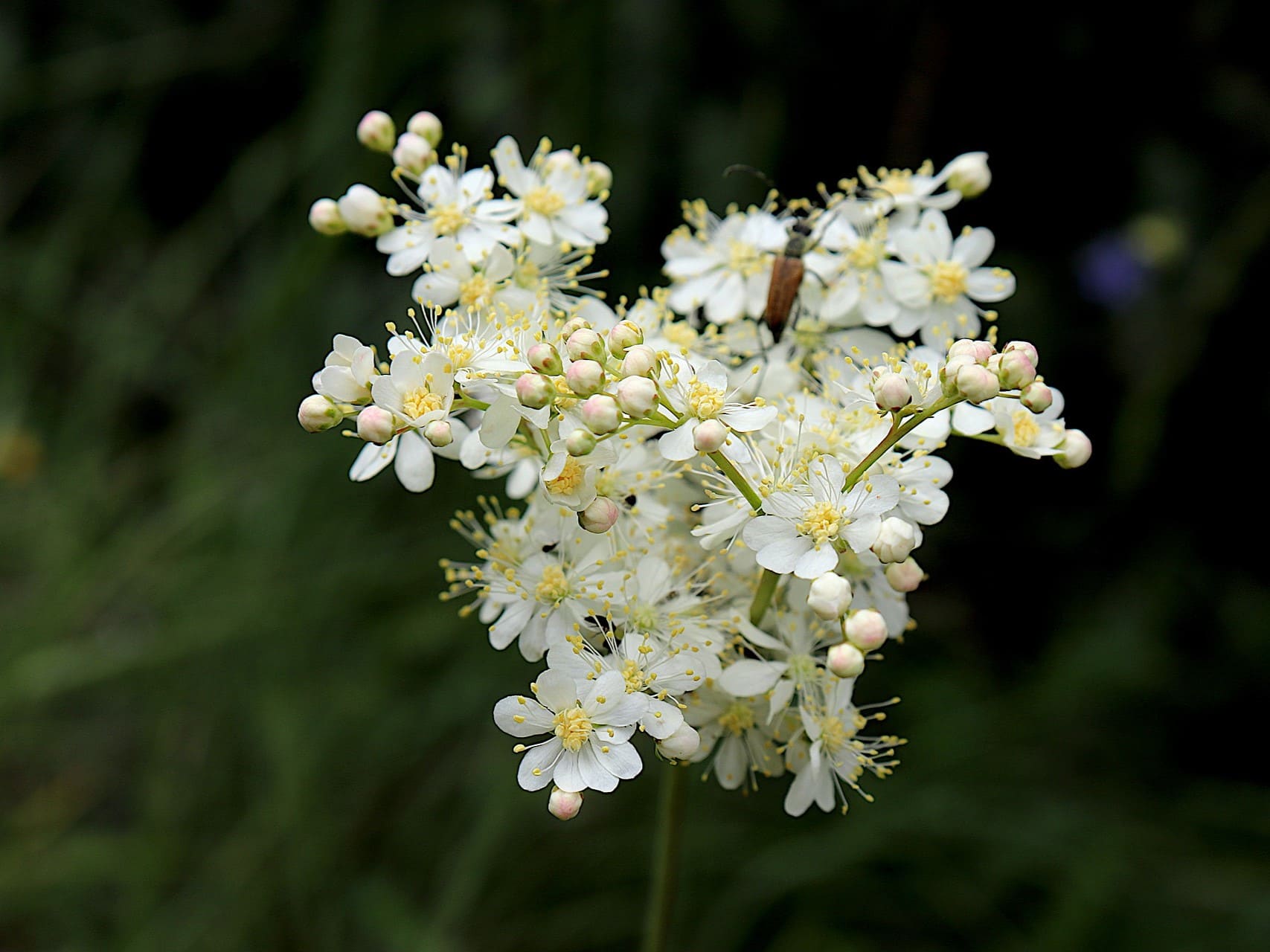 Plante médicinale et thérapeutique essentielle fleur de Reine des Prés