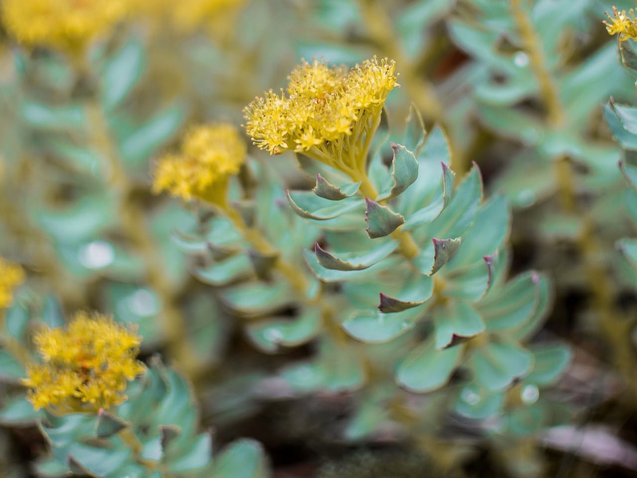 Plante médicinale et thérapeutique essentielle feuille et fleur de Rhodiole