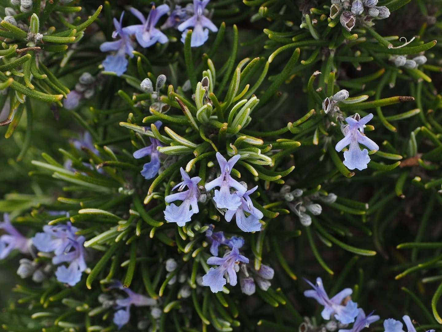 Plante médicinale et thérapeutique essentielle feuille et fleur de Romarin