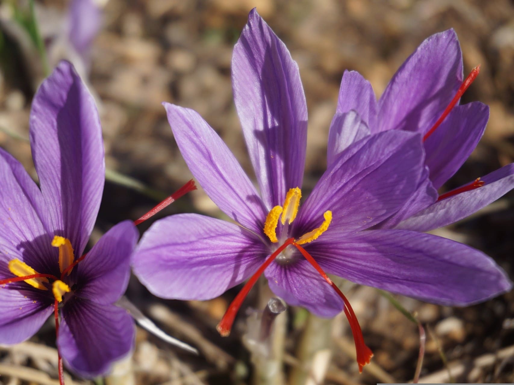 Plante médicinale et thérapeutique essentielle fleur de Safran