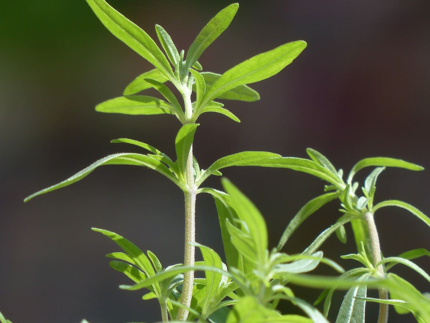 Plante médicinale et thérapeutique essentielle feuille de Sarriette