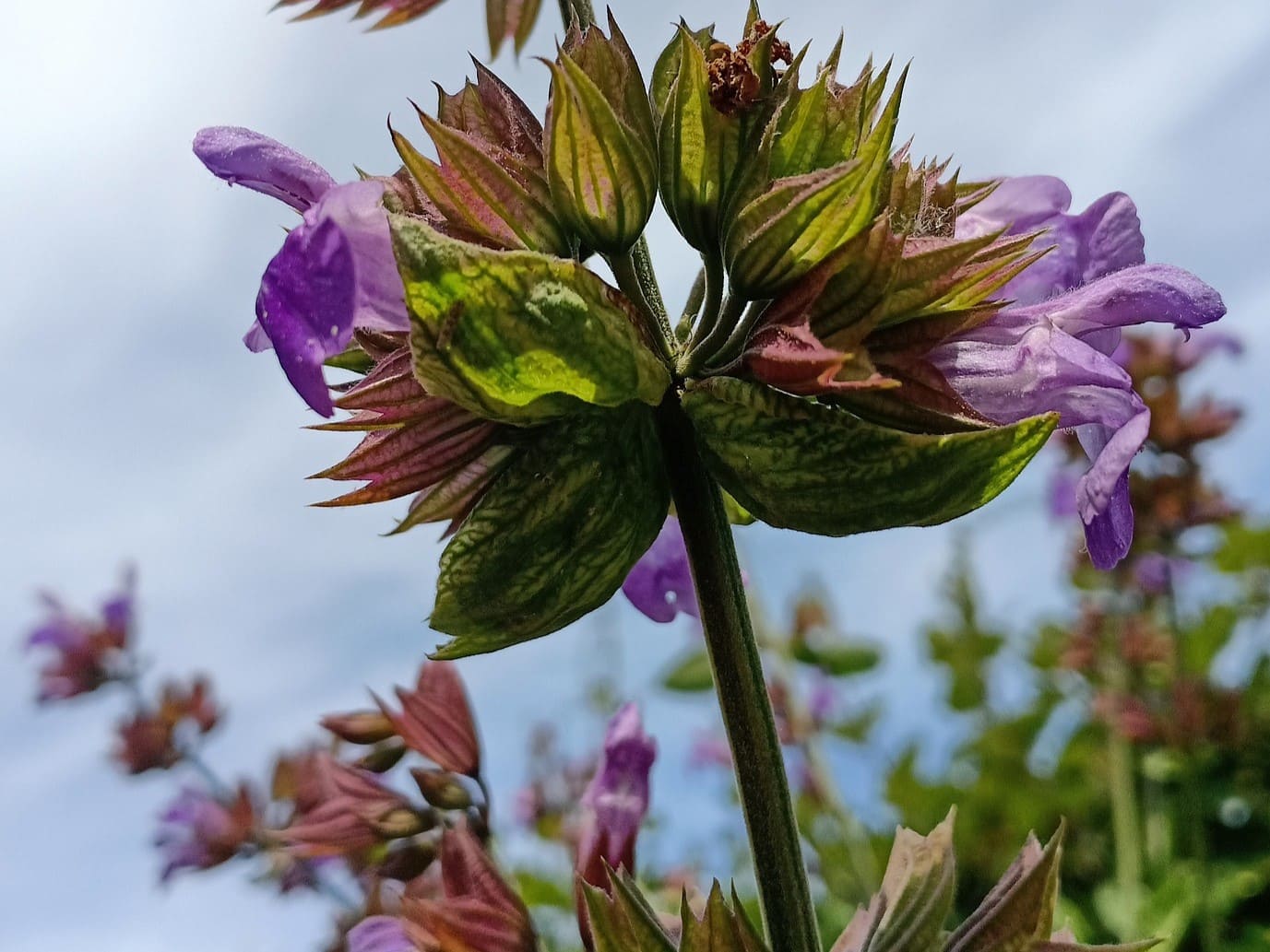 Plante médicinale et thérapeutique essentielle fleur de Sauge