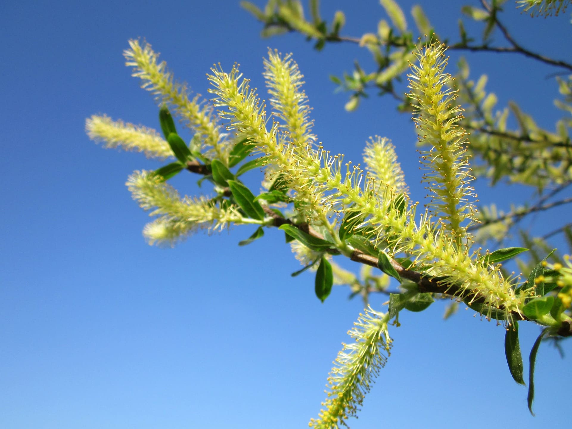 Plante médicinale et thérapeutique essentielle feuille et fleur de Saule blanc