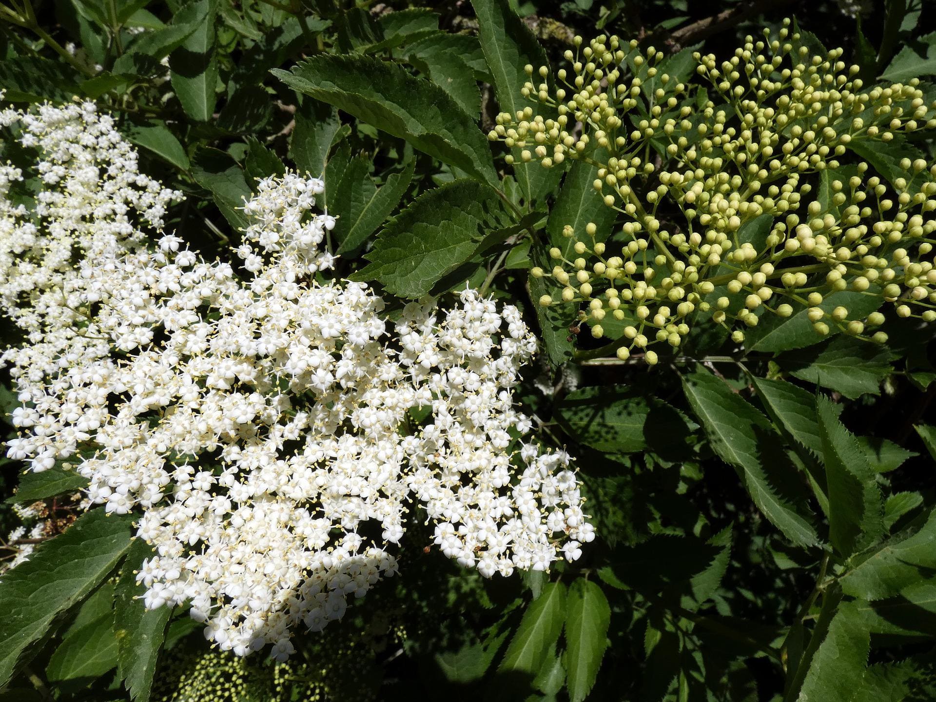 Plante médicinale et thérapeutique essentielle feuille et fleur de Sureau noir