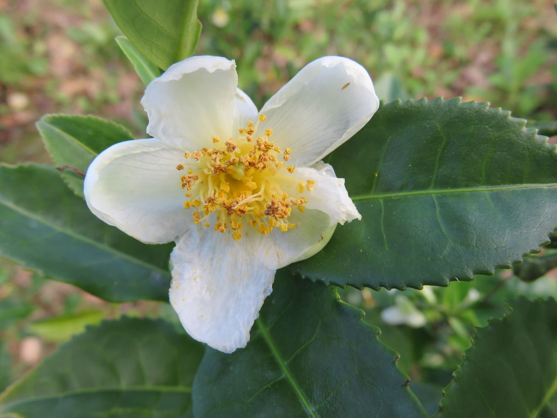 Plante médicinale et thérapeutique essentielle feuille et fleur de Théier