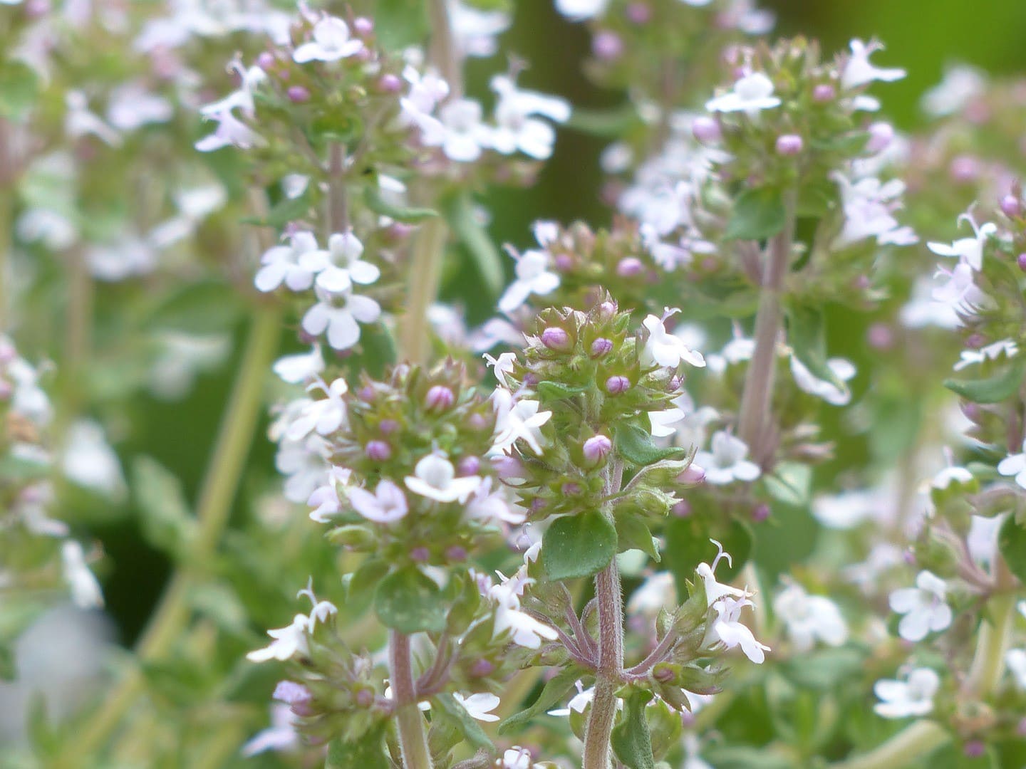 Plante médicinale et thérapeutique essentielle feuille et fleur de Thym