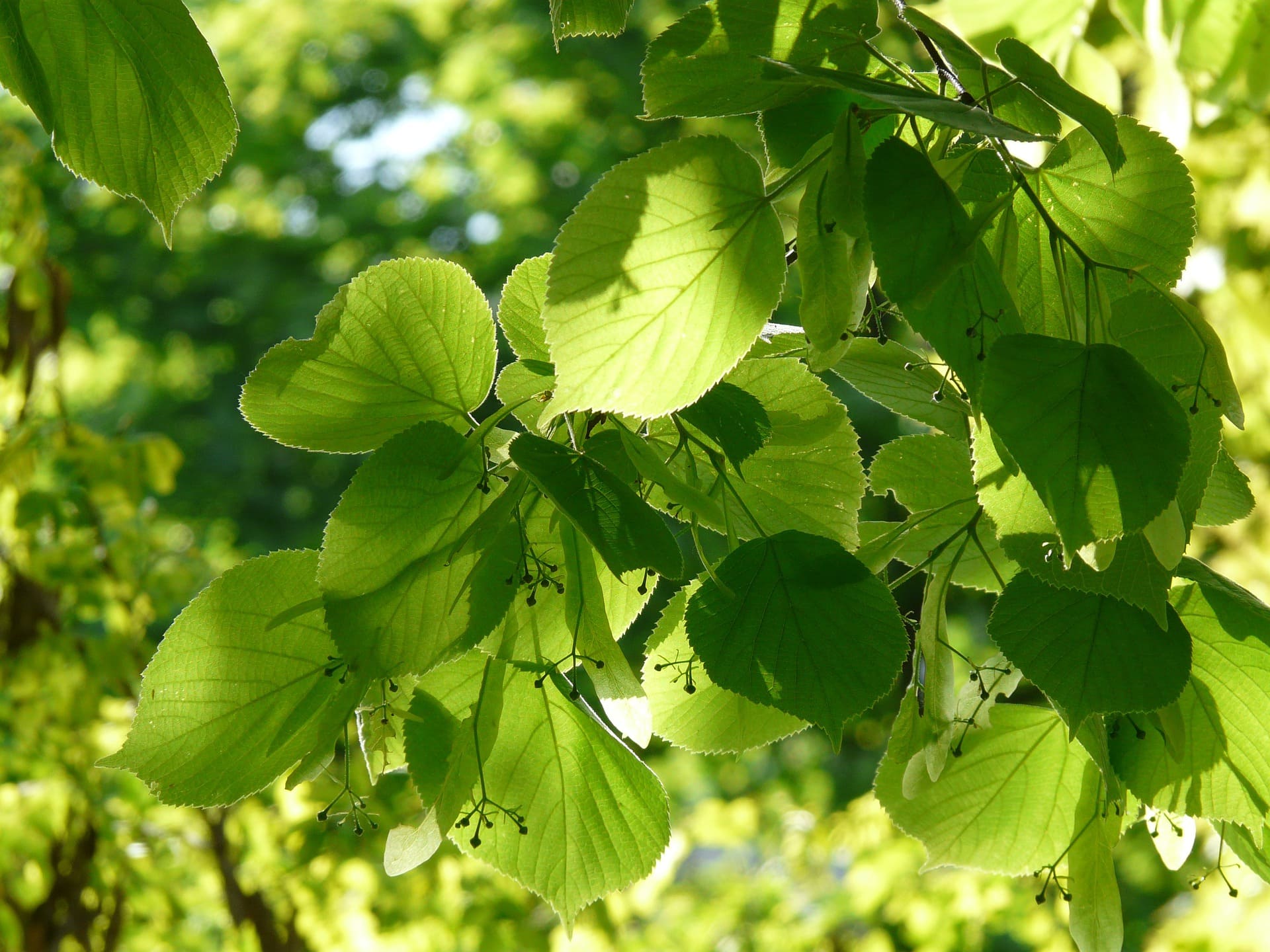 Plante médicinale et thérapeutique essentielle feuille et fleur de Tilleul