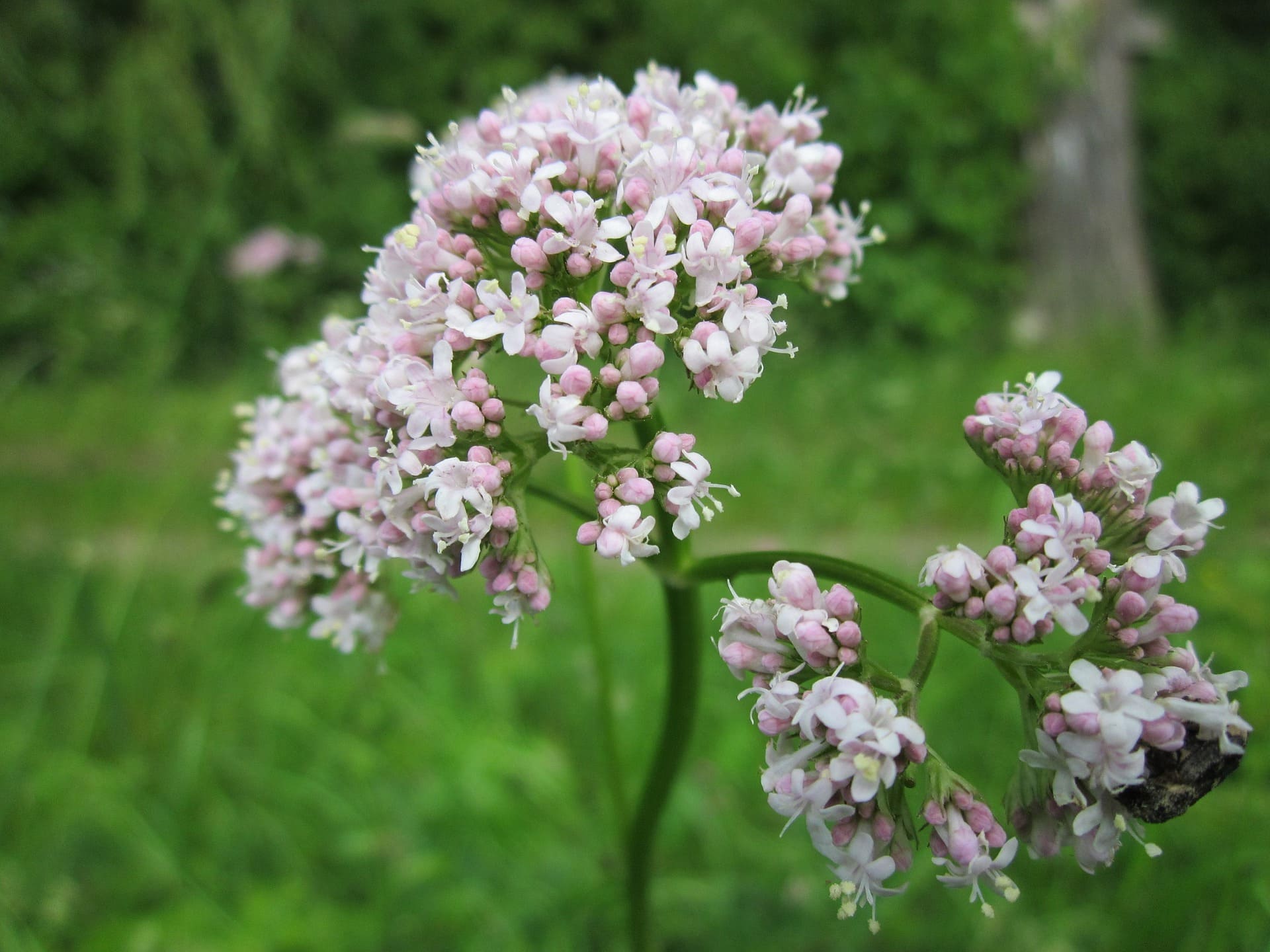 Plante médicinale et thérapeutique essentielle fleur de Valériane