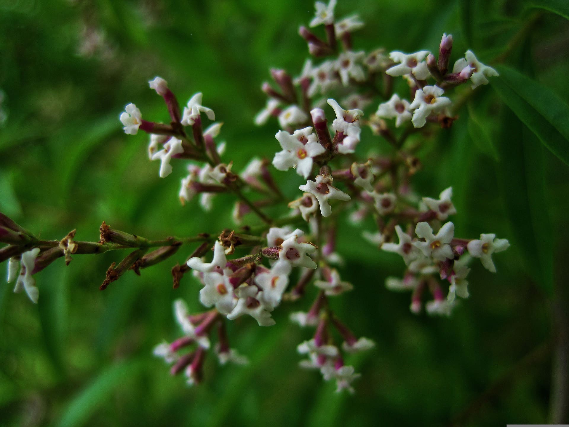 Plante médicinale et thérapeutique essentielle feuille et fleur de Verveine odorante