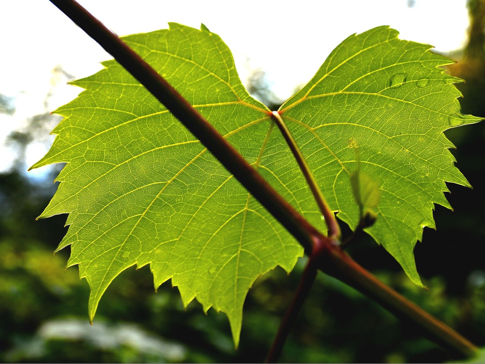 Plante médicinale et thérapeutique essentielle feuille de Vigne Rouge