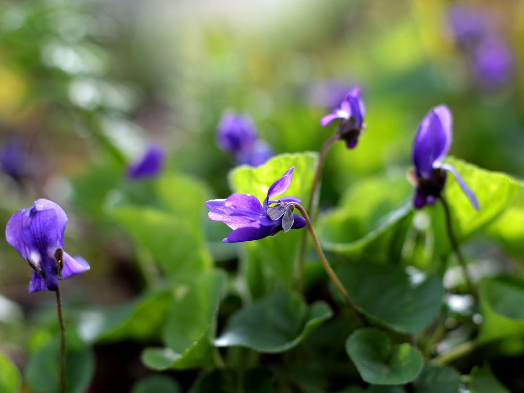 Plante médicinale et thérapeutique essentielle feuille et fleur de Violette odorante