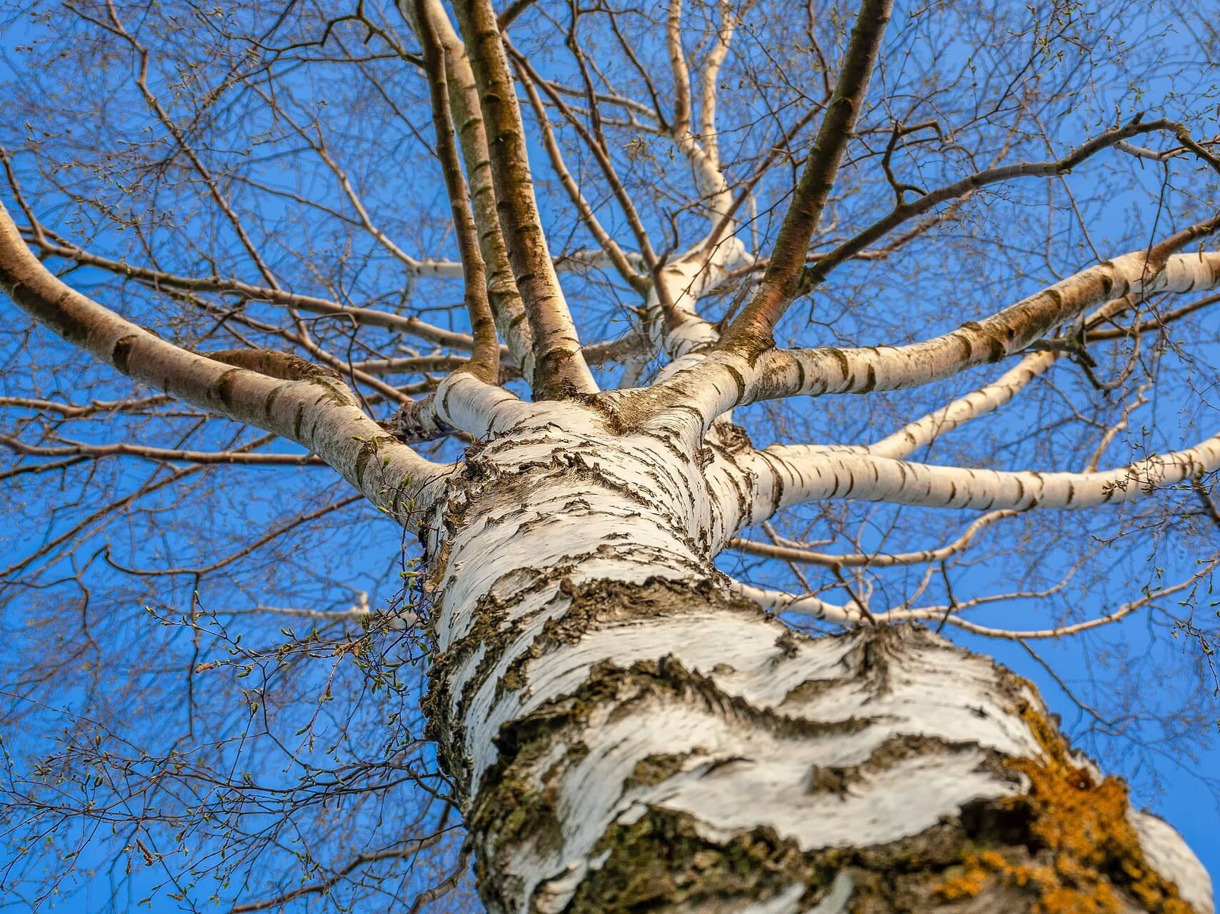 Plante médicinale et thérapeutique essentielle arbre et branche de bouleau