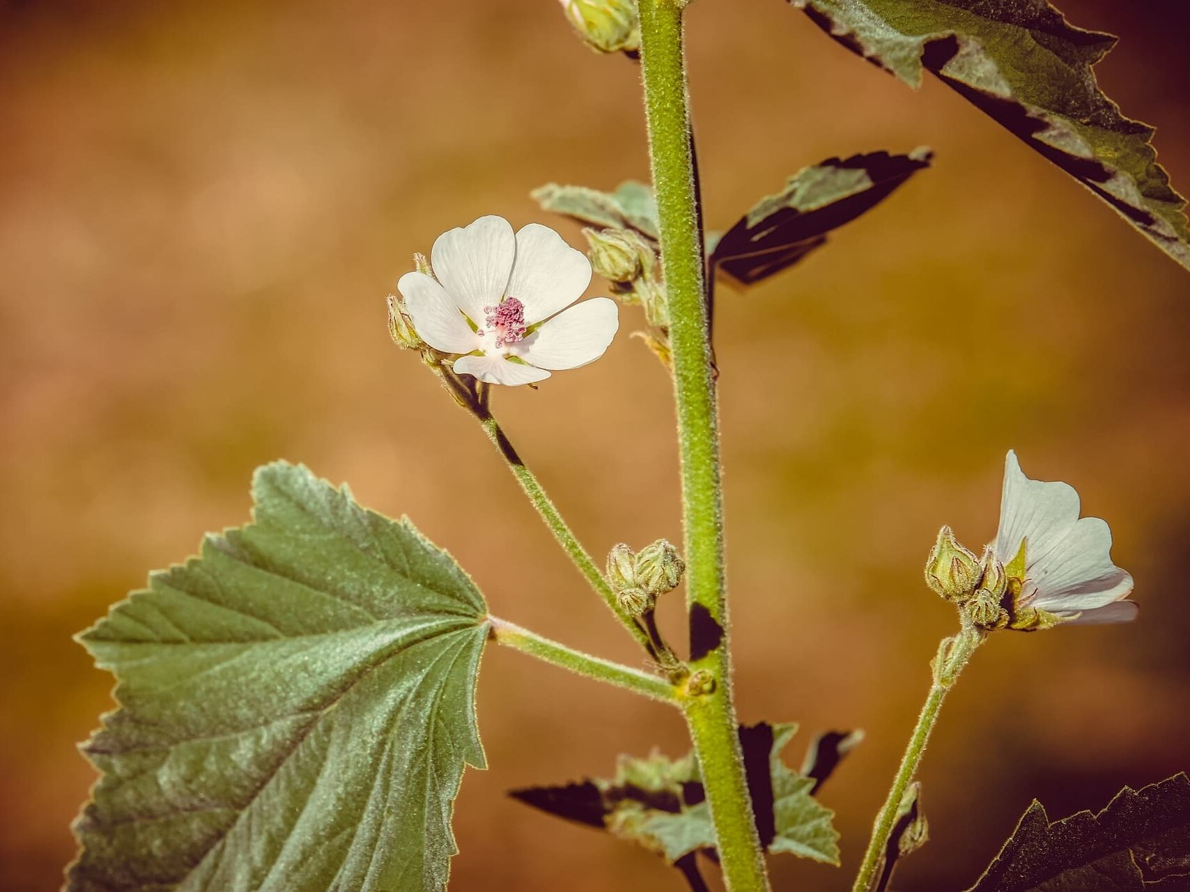 Plante médicinale et thérapeutique essentielle feuille et fleur de Guimauve