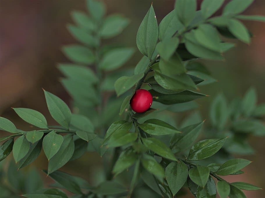 Plante médicinale et thérapeutique essentielle feuille et fruit du petit houx