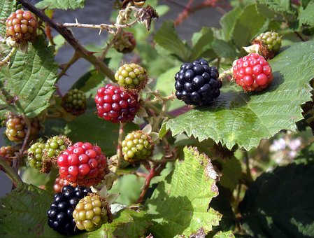 Plante médicinale et thérapeutique essentielle feuille et fruit de Ronce