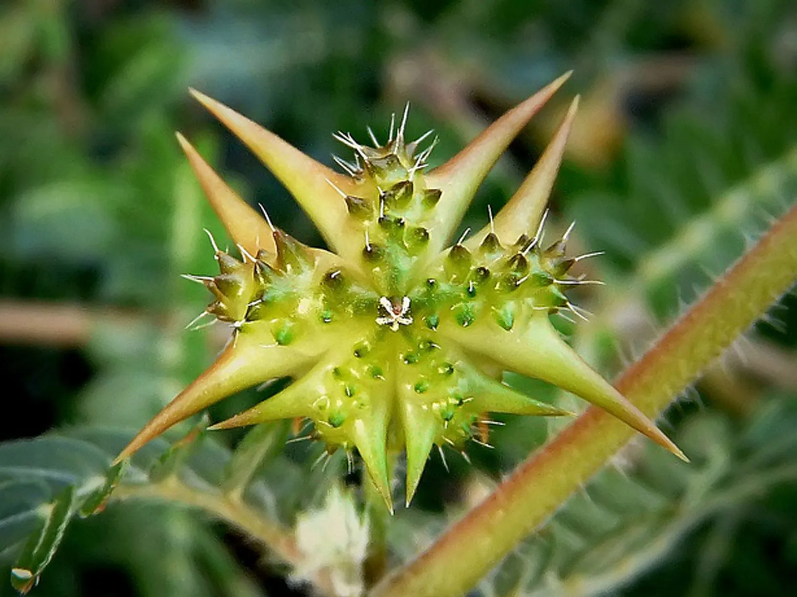 Plante médicinale et thérapeutique essentielle fruit Acérola