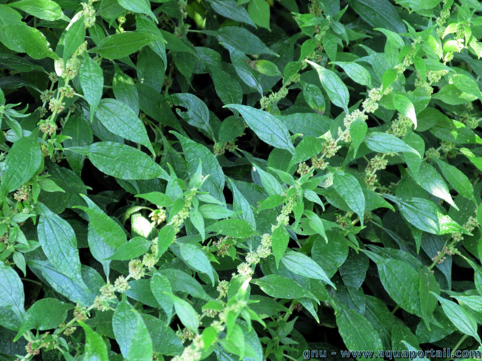 Plante médicinale et thérapeutique essentielle fruit Acérola